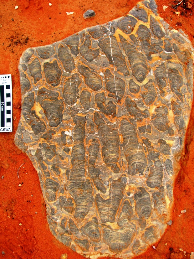 Fossil stromatolites, like this Proterozoic sample from the Amadeus Basin, are used to correlate rocks over vast distances in the State.