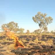 Burning ground for prospecting proves costly