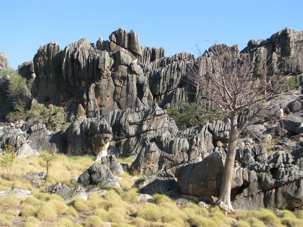 Boab tree near rock outcrops in the Canning Basin