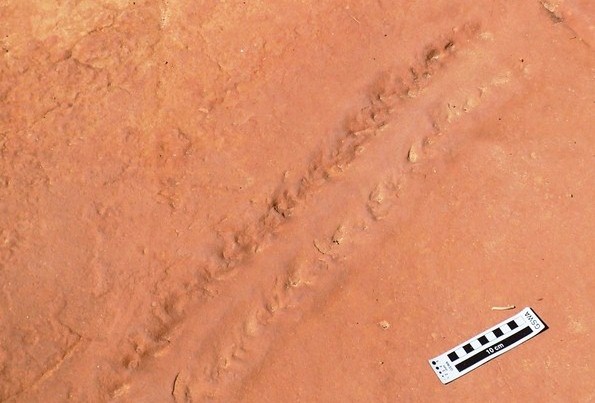 A Diplichnites trackway, likely made by an arthropod 