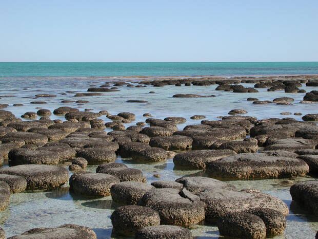 The stromatolites at Shark Bay are some of the best living examples of microbialites. A tourist boardwalk at Hamelin Bay allows visitors to walk among these fascinating structures.