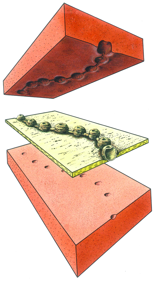 A reconstruction of Horodyskia williamsii Grey, Yochelson, Fedonkin & Martin, 2010, showing overall shape and illustrating how it preserves within the sediments. Reconstruction by K Grey.