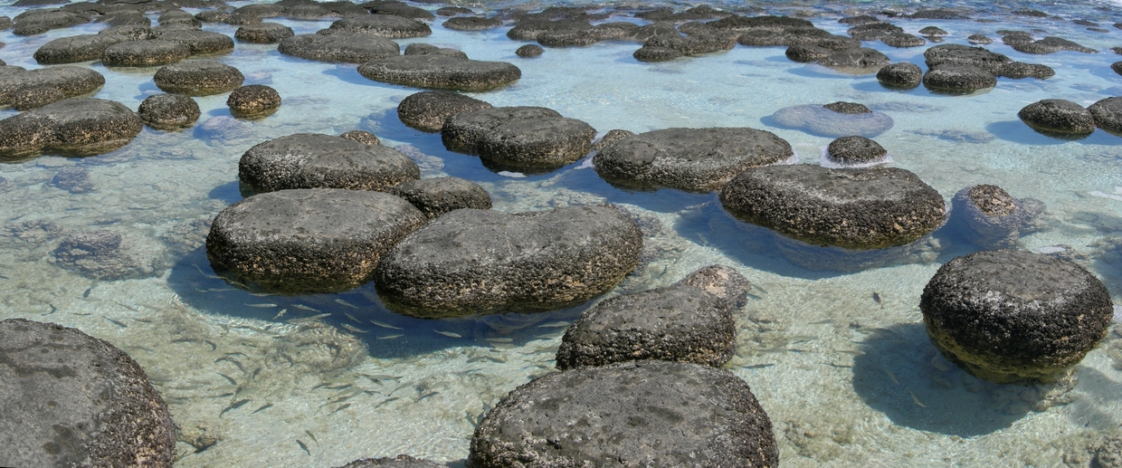 Close-up of stromatolites and fish nursery