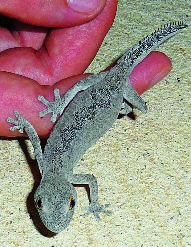 South-west spiny tailed gecko (Photo: courtesy of DMP Environment Division)